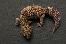 Geckos For Sale-7.jpg