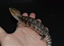 DSC_0237.jpg