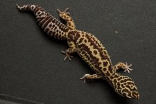 Geckos For Sale-8.jpg