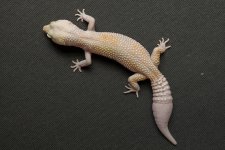 Geckos For Sale-9.jpg