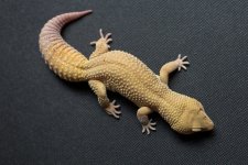 Geckos For Sale-10.jpg