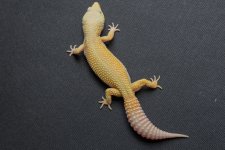 Geckos For Sale-11.jpg