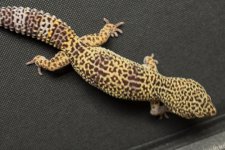 Geckos For Sale-12.jpg