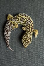 Geckos For Sale-13.jpg