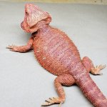 reddragon.jpg
