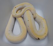 Rusty 17 F1 Cow 2.jpg