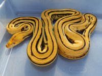 Platty Super female.jpg