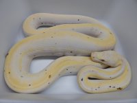 Rusty 17 F1 Cow 3.jpg