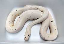 GC Cow M5 3.jpg