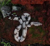 suriname15.jpg suriname15.jpg