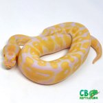 albino-ball-pythons.jpg