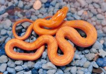 F Hypo2-tone.jpg