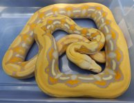 Ghost Tig 15.M1.jpg