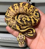 leo firefly yb.jpg