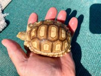 sulcata9-2-19a.jpg