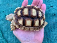 sulcata10-20-19a.jpg