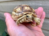 sulcata9-2-19b.jpg