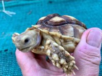 sulcata10-20-19b.jpg