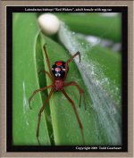L.bishopi(f)5.jpg