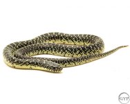 SpeckKing2.jpg