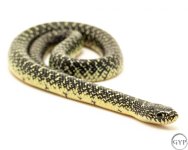 SpeckKing3.jpg