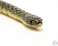 SpeckKing4.jpg