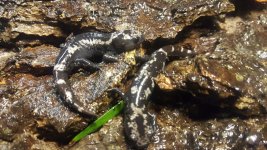 marbled salamander 3.jpg