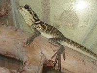 H. pustulatus 1(1).JPG