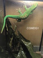 CGMDG1.jpg
