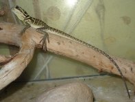 H. pustulatus 1(2).JPG
