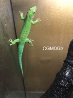 CGMDG2.jpg