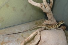 H. pustulatus 2(2).JPG