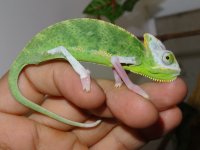 C. calyptratus, F, Leia 16 cm (3).JPG