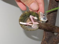 C. calyptratus, F, Hanna 16 cm (5).JPG