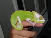 C. calyptratus, F, Antonina 24 cm (8).JPG