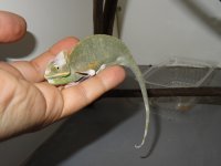 C. calyptratus, M, Seraf 15 cm (2).JPG