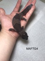 MAFTG4.jpg