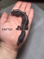 FAFTG1.jpg