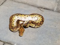 mojave od clown.jpg