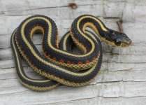 Valley Garter Snake_0556.jpg