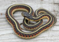 Valley Garter Snake_0552.jpg