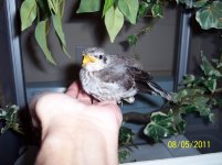 birds2 023.jpg