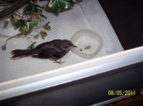 birds2 025.jpg