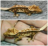 PB15 Collage.jpg