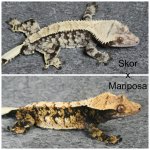 Skor x Mariposa.jpg