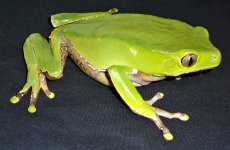 waxytree2.jpg