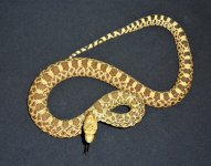 bullsnake.jpg