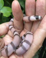a03 Honduran Milk Snake_2372.jpg