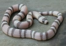 a19 Ghost Honduran Milk Snake_0732.jpg