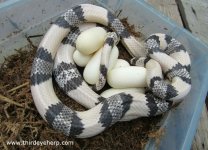 a02 Ghost Honduran Milk Snake_7643.jpg